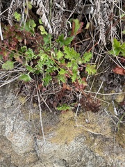 Heuchera micrantha