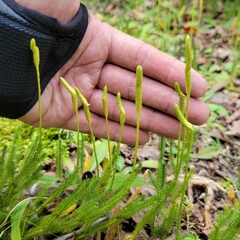 Lycopodium lagopus