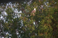 Haliaeetus leucogaster
