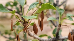 Fraxinus anomala