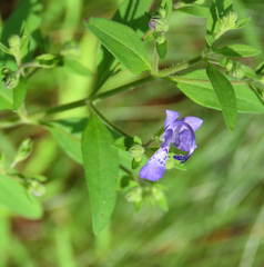 Trichostema dichotomum