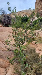 Fraxinus anomala