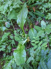 Lysichiton americanus