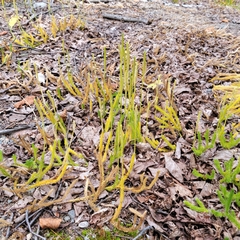 Lycopodium lagopus