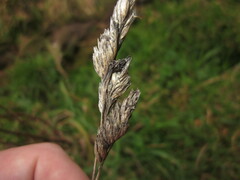 Claviceps microcephala