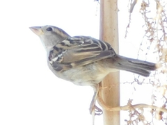 Passer domesticus