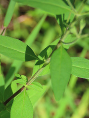 Trichostema dichotomum
