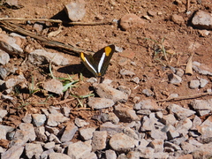 Adelpha