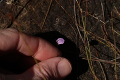 Utricularia lateriflora