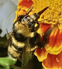 Bombus borealis