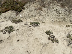 Heliotropium curassavicum