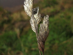 Claviceps microcephala