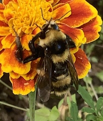 Bombus borealis
