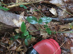 Lathyrus ochroleucus