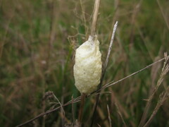 Didymium mucilago