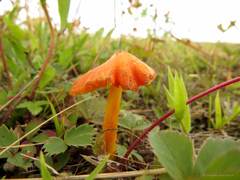 Hygrocybe acutoconica