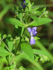 Trichostema dichotomum