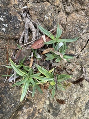Plantago maritima