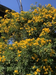 Senna bicapsularis