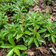 Chimaphila umbellata