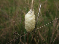 Didymium mucilago