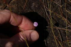 Utricularia lateriflora
