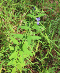 Trichostema dichotomum