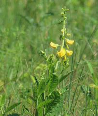 Crotalaria spectabilis