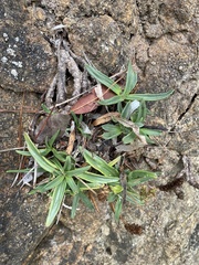 Plantago maritima