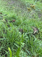 Cyperus polystachyos