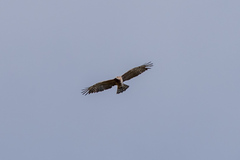 Circaetus gallicus