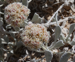 Eriogonum pauciflorum