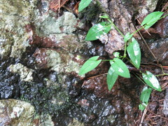 Persicaria sagittata