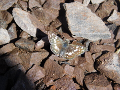 Burnsius orcynoides