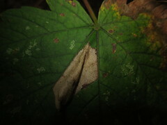 Phyllonorycter geniculella
