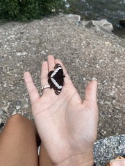 Limenitis weidemeyerii