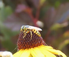 Philanthus ventilabris