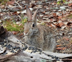 Sylvilagus floridanus
