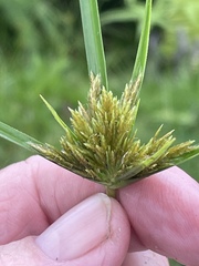Cyperus polystachyos