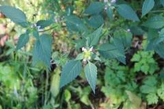 Galeopsis