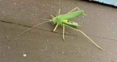 Meconema thalassinum