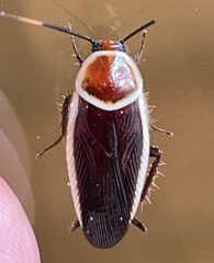 Pseudomops septentrionalis