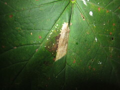 Phyllonorycter geniculella