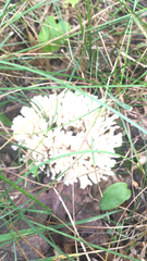 Sebacina schweinitzii