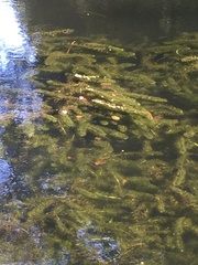 Egeria densa