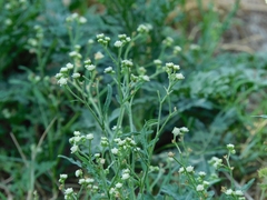 Parthenium