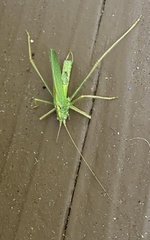 Meconema thalassinum