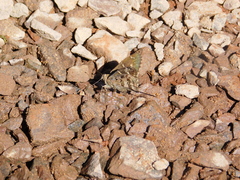 Eudamini