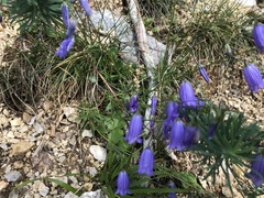 Campanula cespitosa