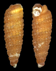 Cerithiopsidae